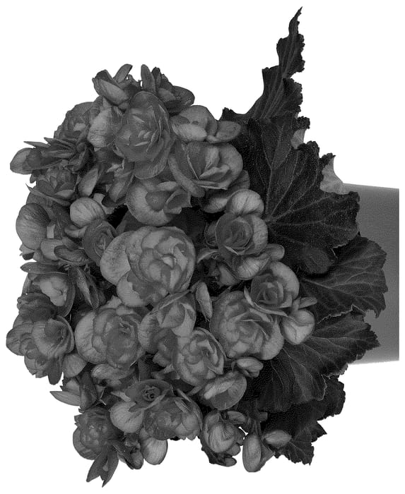 Figure 1 of US plant patent PP36445, the photograph of Dobegmotwohopi printed in the patent.