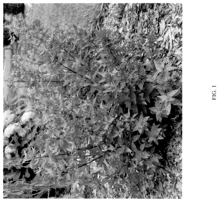Figure 1 of US plant patent PP36446, the photograph of WNBVESRED24 printed in the patent.
