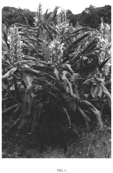 Figure 1 of US plant patent PP36447, the photograph of FAIRY GIRL printed in the patent.