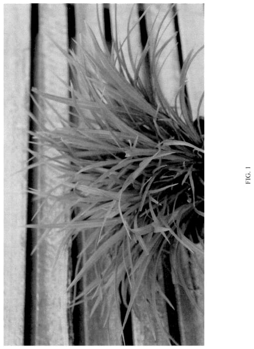 Figure 1 of US plant patent PP36448, the photograph of PHOS6 printed in the patent.