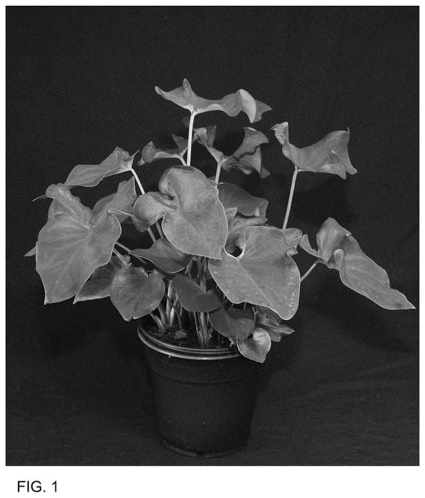 Figure 1 of US plant patent PP36449, the photograph of RUF OF18-231 printed in the patent.
