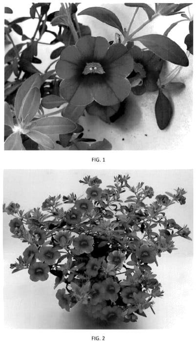 Figure 1 of US plant patent PP36450, the photograph of CBRZ0048 printed in the patent.