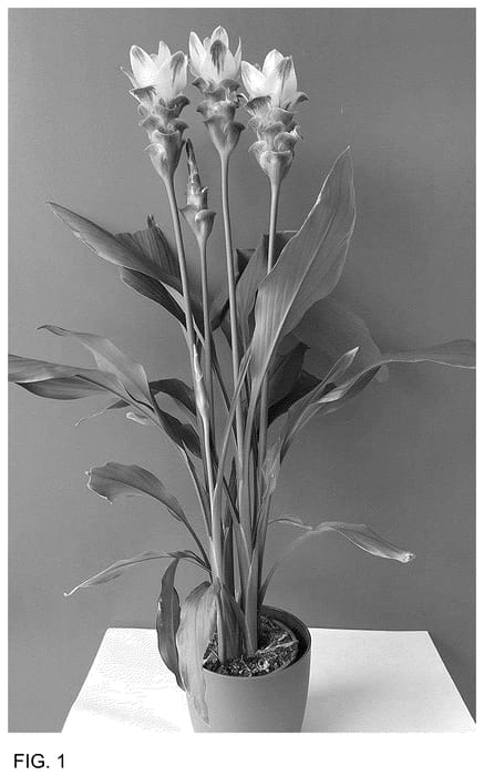 Figure 1 of US plant patent PP36451, the photograph of Curalishamu printed in the patent.
