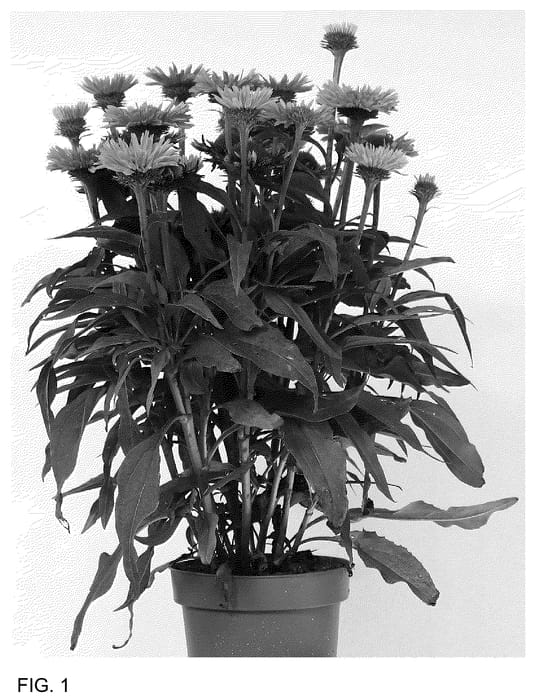 Figure 1 of US plant patent PP36452, the photograph of IFECSSPP printed in the patent.