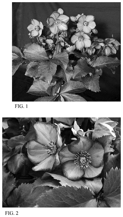 Figure 1 of US plant patent PP36453, the photograph of HG 1418 printed in the patent.