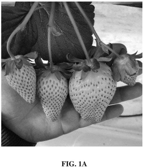 Figure 1 of US plant patent PP36454, the photograph of HongHui printed in the patent.