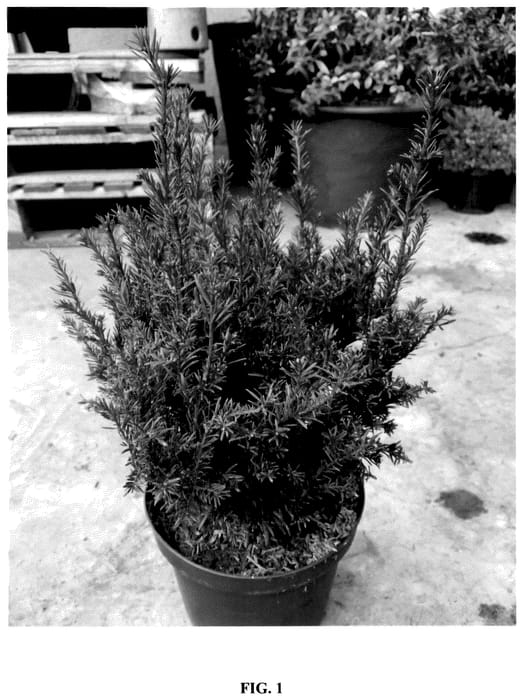 Figure 1 of US plant patent PP36455, the photograph of HER2016T02 printed in the patent.