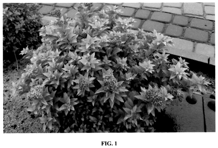 Figure 1 of US plant patent PP36456, the photograph of Golden Jack printed in the patent.