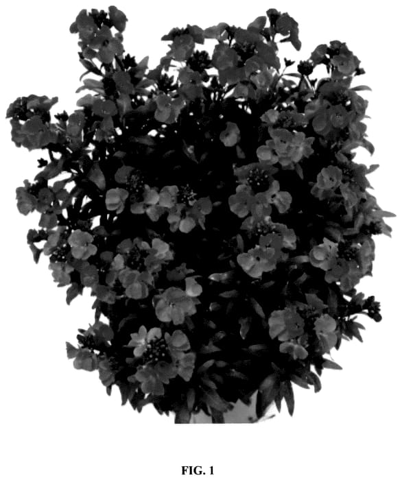 Figure 1 of US plant patent PP36457, the photograph of Cdcery2 printed in the patent.