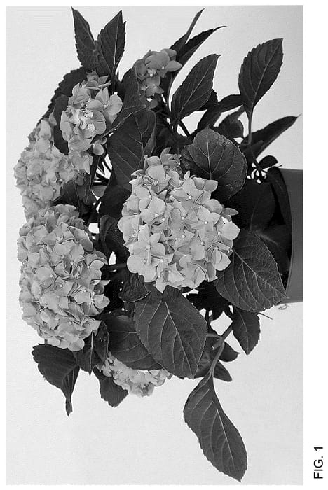 Figure 1 of US plant patent PP36458, the photograph of HICANA14 printed in the patent.
