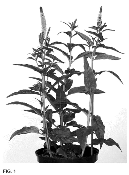 Figure 1 of US plant patent PP36459, the photograph of ALLVM1725 printed in the patent.