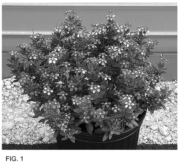 Figure 1 of US plant patent PP36460, the photograph of CaTU 1917 printed in the patent.