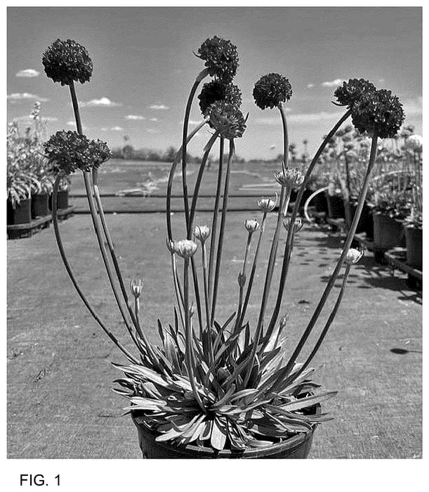 Figure 1 of US plant patent PP36461, the photograph of Hypnotic Dreams printed in the patent.