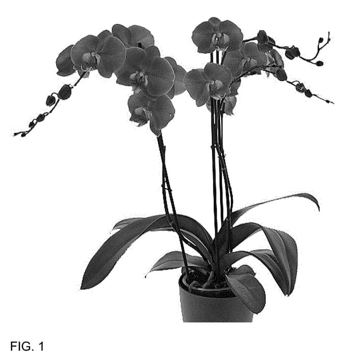 Figure 1 of US plant patent PP36462, the photograph of Sirocco Waves printed in the patent.
