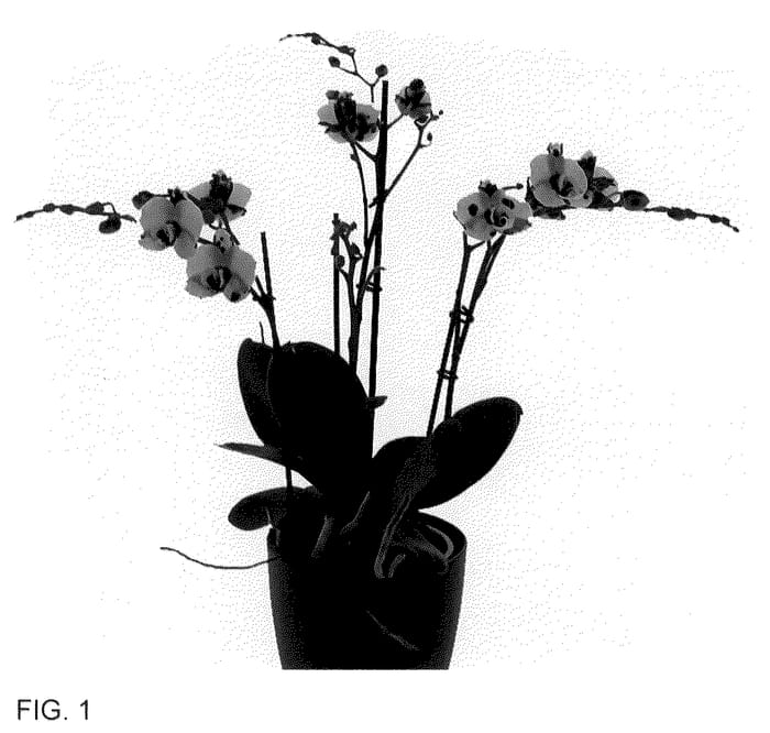 Figure 1 of US plant patent PP36463, the photograph of Snoozer printed in the patent.