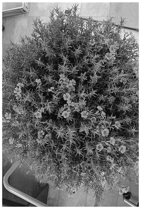 Figure 1 of US plant patent PP36464, the photograph of Dophlolapin printed in the patent.