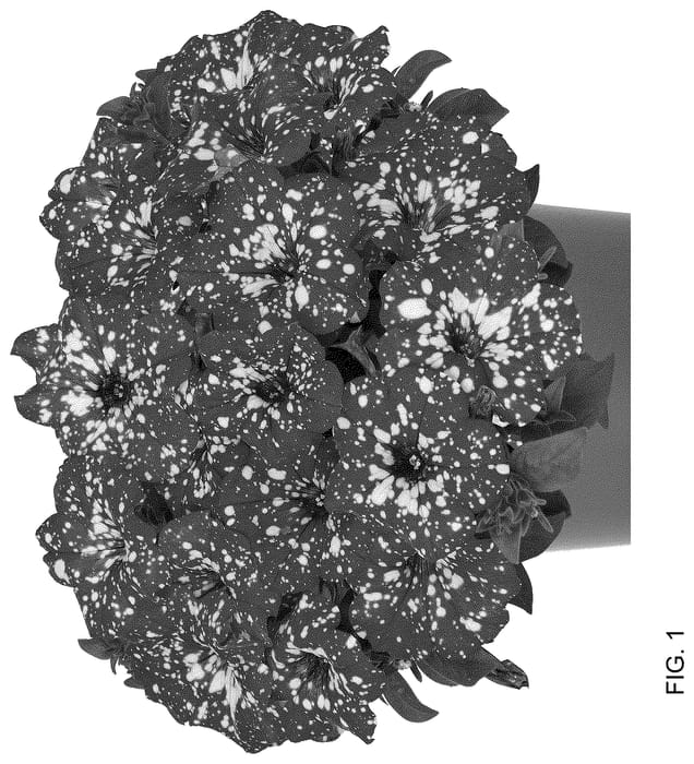 Figure 1 of US plant patent PP36465, the photograph of Dopetsurspare 23 printed in the patent.