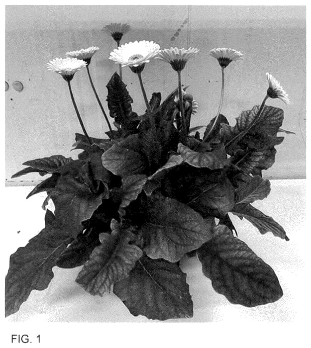 Figure 1 of US plant patent PP36466, the photograph of GOS202108 printed in the patent.