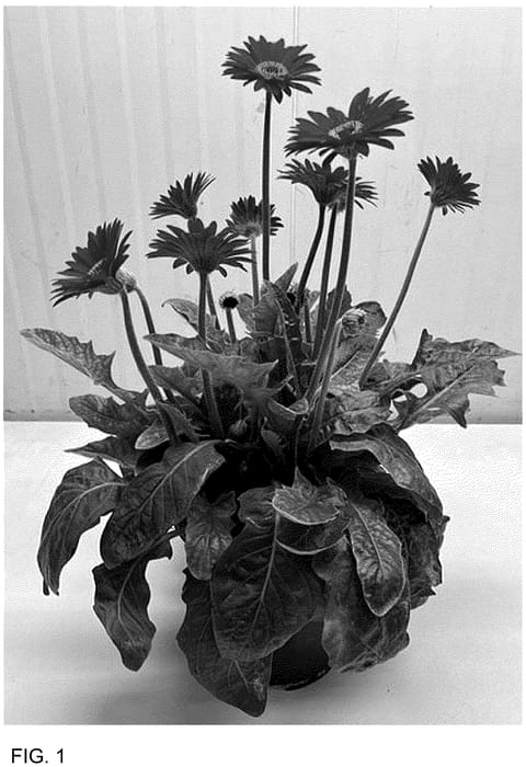 Figure 1 of US plant patent PP36467, the photograph of GOS202117 printed in the patent.