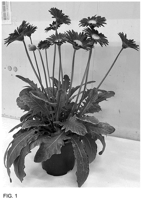 Figure 1 of US plant patent PP36468, the photograph of GOS202118 printed in the patent.