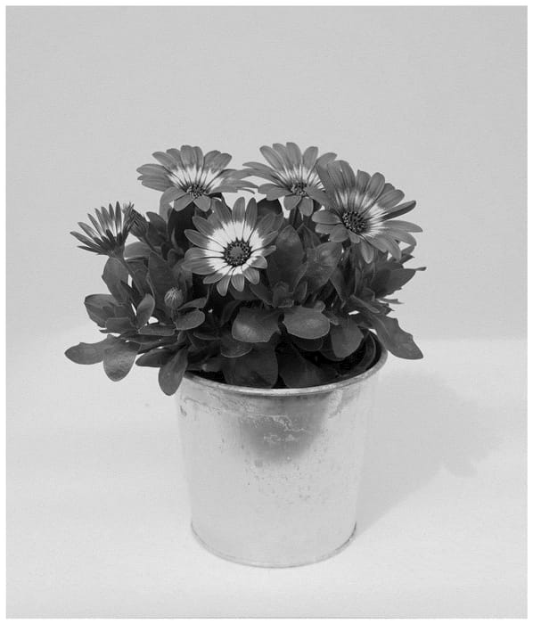 Figure 1 of US plant patent PP36469, the photograph of KLEOE23403 printed in the patent.