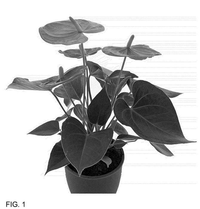 Figure 1 of US plant patent PP36470, the photograph of AN2457778 printed in the patent.