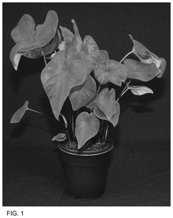 Figure 1 of US plant patent PP36471, the photograph of FRH OF13-246 printed in the patent.