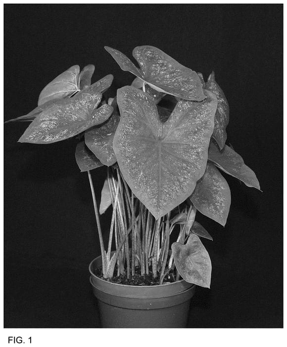 Figure 1 of US plant patent PP36472, the photograph of RSB Rd (BOM) 2319-279 printed in the patent.
