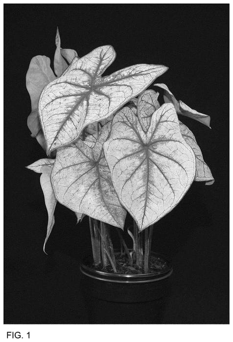 Figure 1 of US plant patent PP36473, the photograph of SCH OF16-414 printed in the patent.