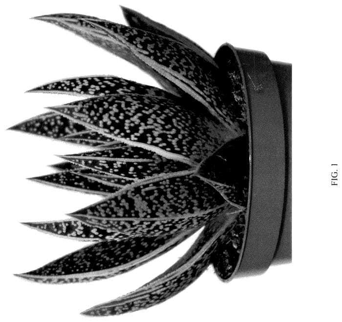 Figure 1 of US plant patent PP36474, the photograph of D CLASH printed in the patent.