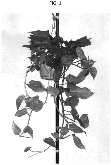 Figure 1 of US plant patent PP36475, the photograph of KASCIGRFL printed in the patent.