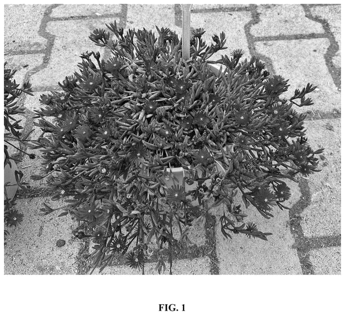Figure 1 of US plant patent PP36476, the photograph of FSDD2117 printed in the patent.