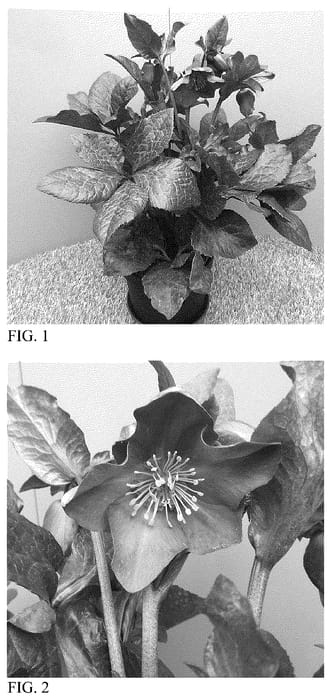 Figure 1 of US plant patent PP36477, the photograph of HM 1218 printed in the patent.