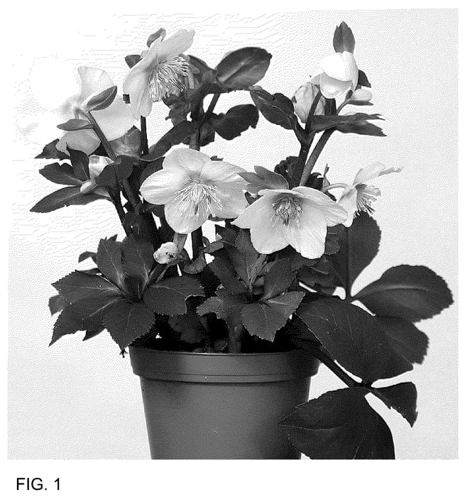 Figure 1 of US plant patent PP36478, the photograph of HL 1018 printed in the patent.