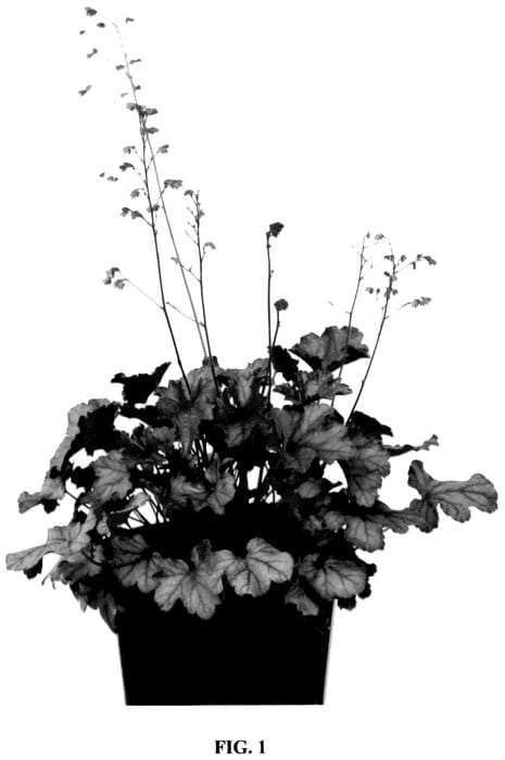 Figure 1 of US plant patent PP36479, the photograph of Purple Rain printed in the patent.