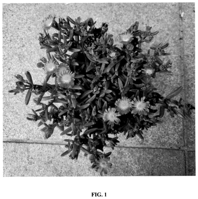 Figure 1 of US plant patent PP36480, the photograph of S3ora printed in the patent.