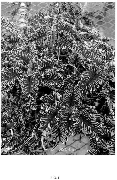 Figure 1 of US plant patent PP36481, the photograph of G20057 printed in the patent.