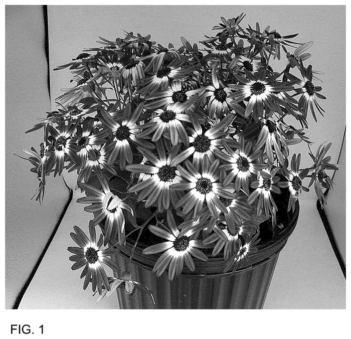 Figure 1 of US plant patent PP36482, the photograph of Sene Toyonai printed in the patent.