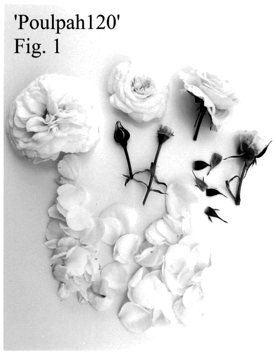 Figure 1 of US plant patent PP36483, the photograph of Poulpah120 printed in the patent.