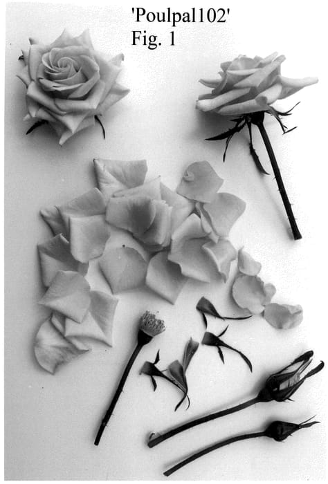Figure 1 of US plant patent PP36484, the photograph of Poulpal102 printed in the patent.