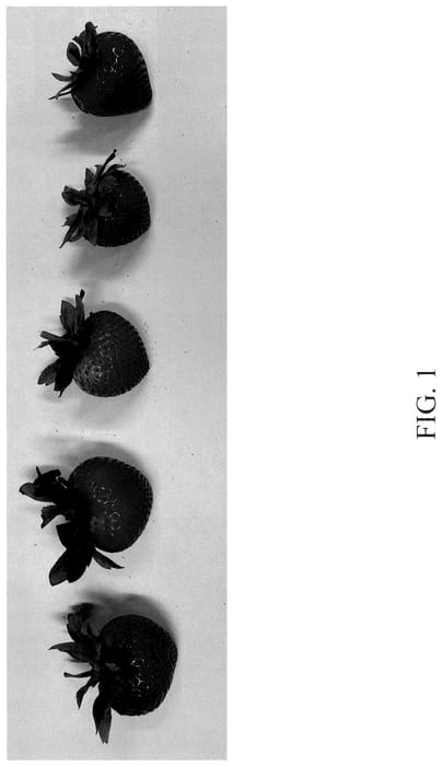 Figure 1 of US plant patent PP36485, the photograph of DrisStrawOneHundredSix printed in the patent.