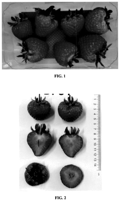 Figure 1 of US plant patent PP36486, the photograph of DP64 printed in the patent.