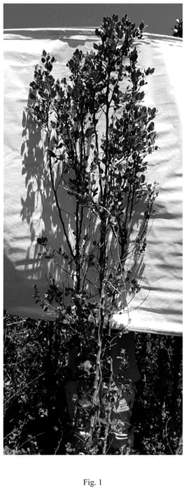 Figure 1 of US plant patent PP36487, the photograph of DK-QSCB1326 printed in the patent.