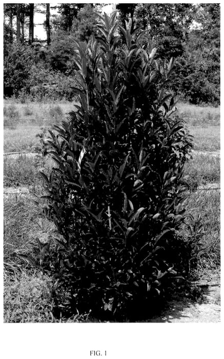 Figure 1 of US plant patent PP36488, the photograph of NCVX5 printed in the patent.