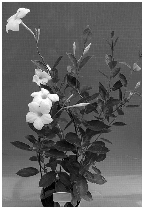 Figure 1 of US plant patent PP36489, the photograph of TVMD908 printed in the patent.