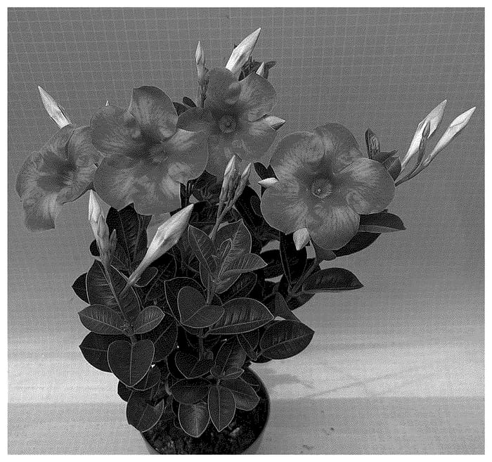 Figure 1 of US plant patent PP36490, the photograph of TVMD937A printed in the patent.