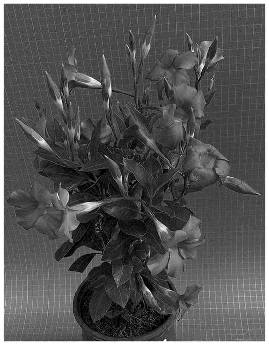 Figure 1 of US plant patent PP36491, the photograph of TVMD938 printed in the patent.