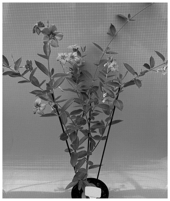 Figure 1 of US plant patent PP36492, the photograph of TVMD1180 printed in the patent.