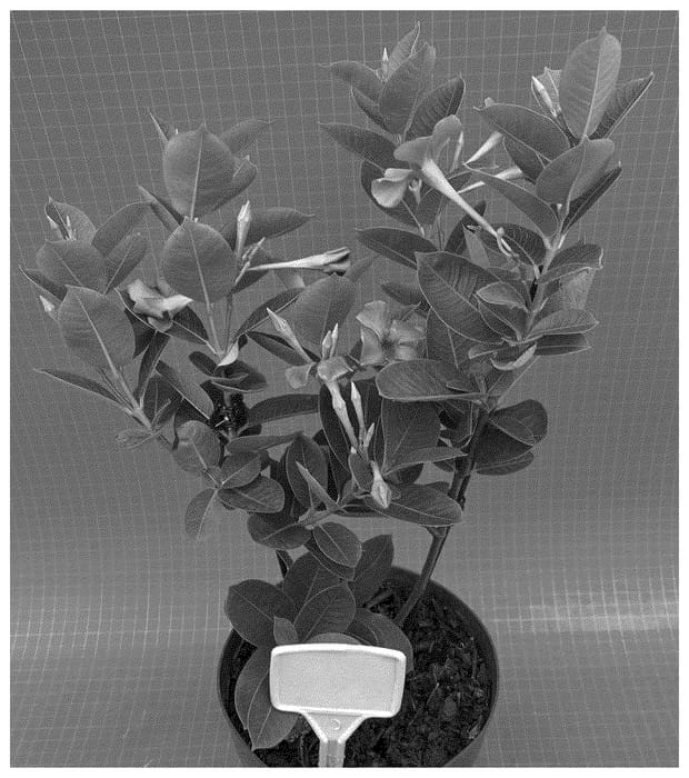 Figure 1 of US plant patent PP36493, the photograph of TVMD1252 printed in the patent.