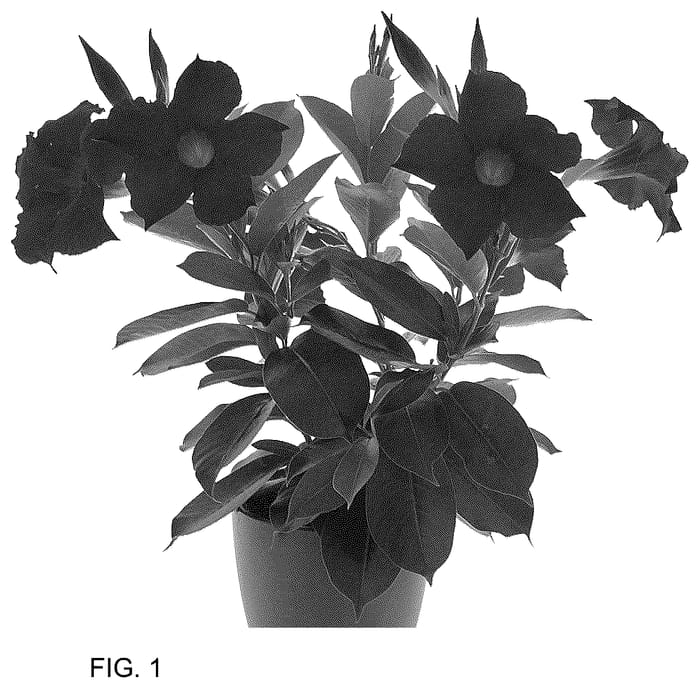 Figure 1 of US plant patent PP36494, the photograph of Inmanbegam printed in the patent.